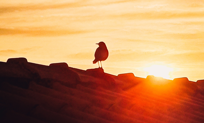 Uccellino appollaiato su un tetto al tramonto.